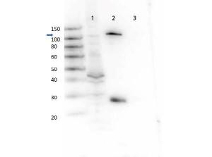 GAB1 (protein) antibody 100 μg