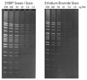 SYBR® Green I nucleic acid stain