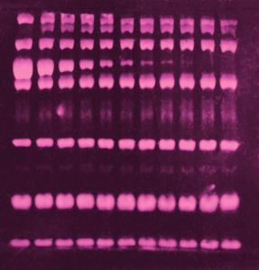 SYPRO® Ruby Protein Blot Stain, Lonza