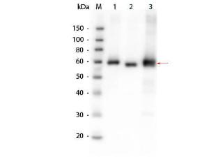 AKT antibody 25 μl