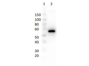 CPY1 antibody (Biotin) 25 μl