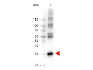 Lasnase antibody HRP 25 μl
