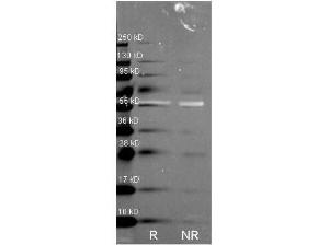CAT antibody (Biotin) 25 μl