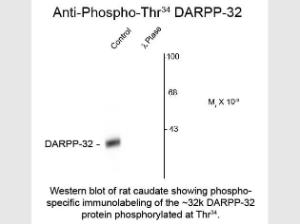 DARPP-32 phospho T34 antibody