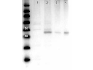 MEK2 N-TERM antibody 25 μl