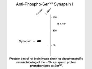 Synapsin phospho S549 antibody