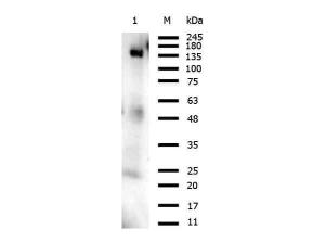 ORF2 antibody 25 μl