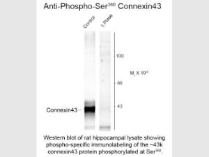 Connexin 43 phospho S368 antiB