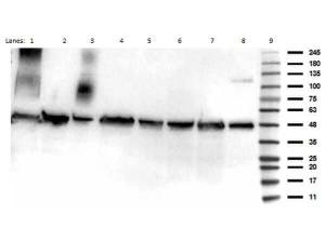 P53 K292 AC antibody 25 μl