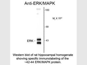 ERK-MAPK antibody 100 µl