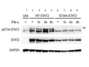 STAT2 PS734 antibody 25 μl