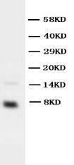 Anti-IGF1 Rabbit Polyclonal Antibody