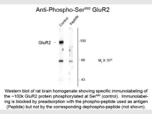 GLUR2 phospho S880 antibody 10