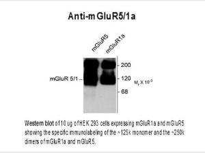 MGLUR5/1A antibody 100 µl