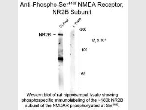 NMDA 2B phospho S1480 antibody