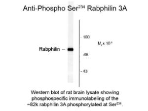 Rabphilin 3A phospho S234 antibody