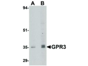 GPR3 antibody 100 μg