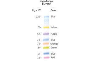 Molecular weight markers, Rainbow™