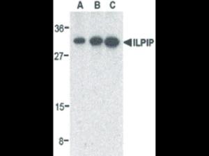 ILPIP (RB) antibody 100 μg