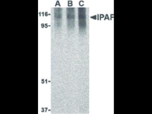 IPAF antibody 100 μg
