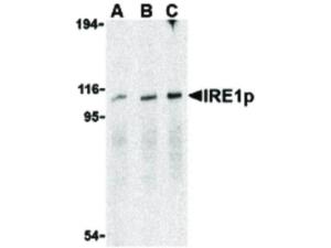 IRE 1P antibody 100 μg