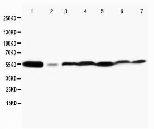 Anti-MAPK8 / MAPK9 Rabbit Polyclonal Antibody