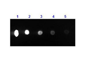 PAB F(AB)2 anti-MS IGG H and L RAB RPE 1 ml