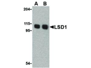 LSD1 (Rabbit) antibody 100 μg