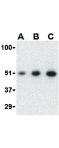 MCG10 antibody 100 μg