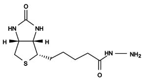 Biotin hydrazide 3007 25 mg