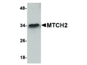 MTCH2 antibody 100 μg