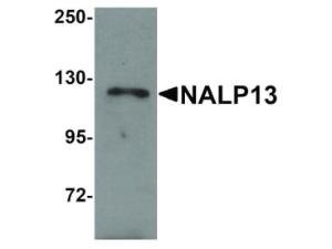 NALP13 antibody 100 μg