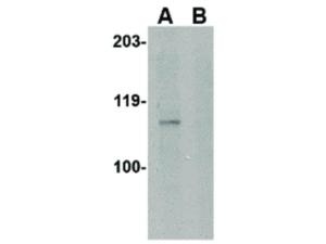 Anti-GPVI (rabbit) antibody 100 µg