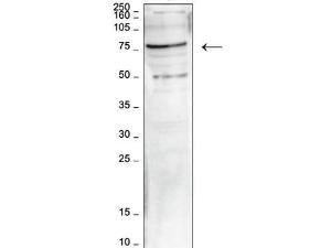 HLEO1 antibody 100 µl