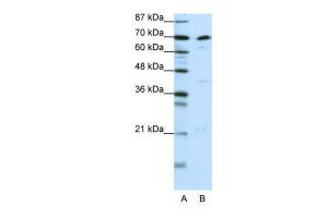 Antibody used in WB on Human K562 cells at 0.2-1 µg/ml.