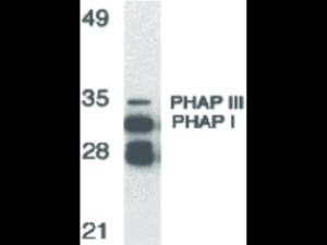 PHAP (C-TermINUS) antibody 100 μg
