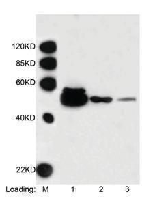 Anti-DYKDDDDK Tag Mouse Monoclonal Antibody [clone: 5A8E5] (Biotin)