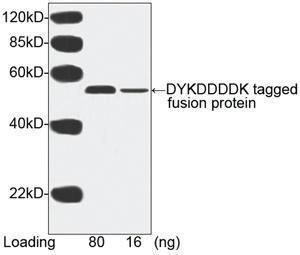 Anti-DYKDDDDK Tag Mouse Monoclonal Antibody [clone: 5A8E5] (HRP (Horseradish Peroxidase))