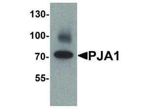 PJA1 antibody 100 μg
