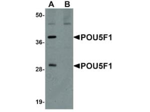 POU5F1 antibody 100 μg