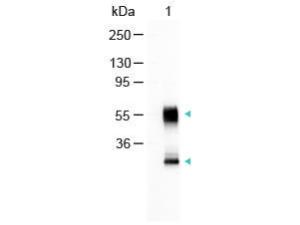 Anti-IgG Goat Polyclonal Antibody (AP (Alkaline Phosphatase))