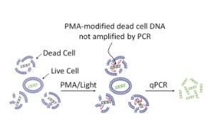 Mechanism of viability PCR usign PMA