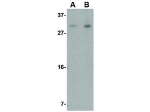 IRGM antibody 100 µg