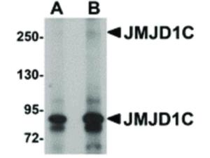 JMJD1C antibody 100 µg