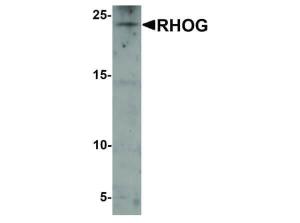 RHOG antibody 100 μg