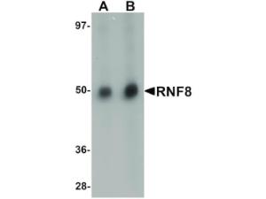 RNF8 antibody 100 μg
