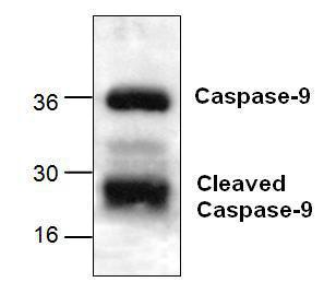 Western blot analysis of Caspase 9 with rat kidney tissue lysate