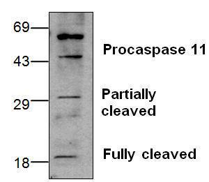 Western blot analysis of Caspase 11 with 3T3 cell lysate