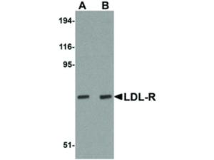 LDL-R antibody 100 µg