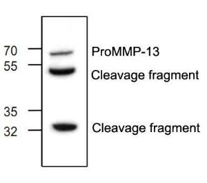 Western blot analysis ofMMP-13 expression withJurkat cell lysate.